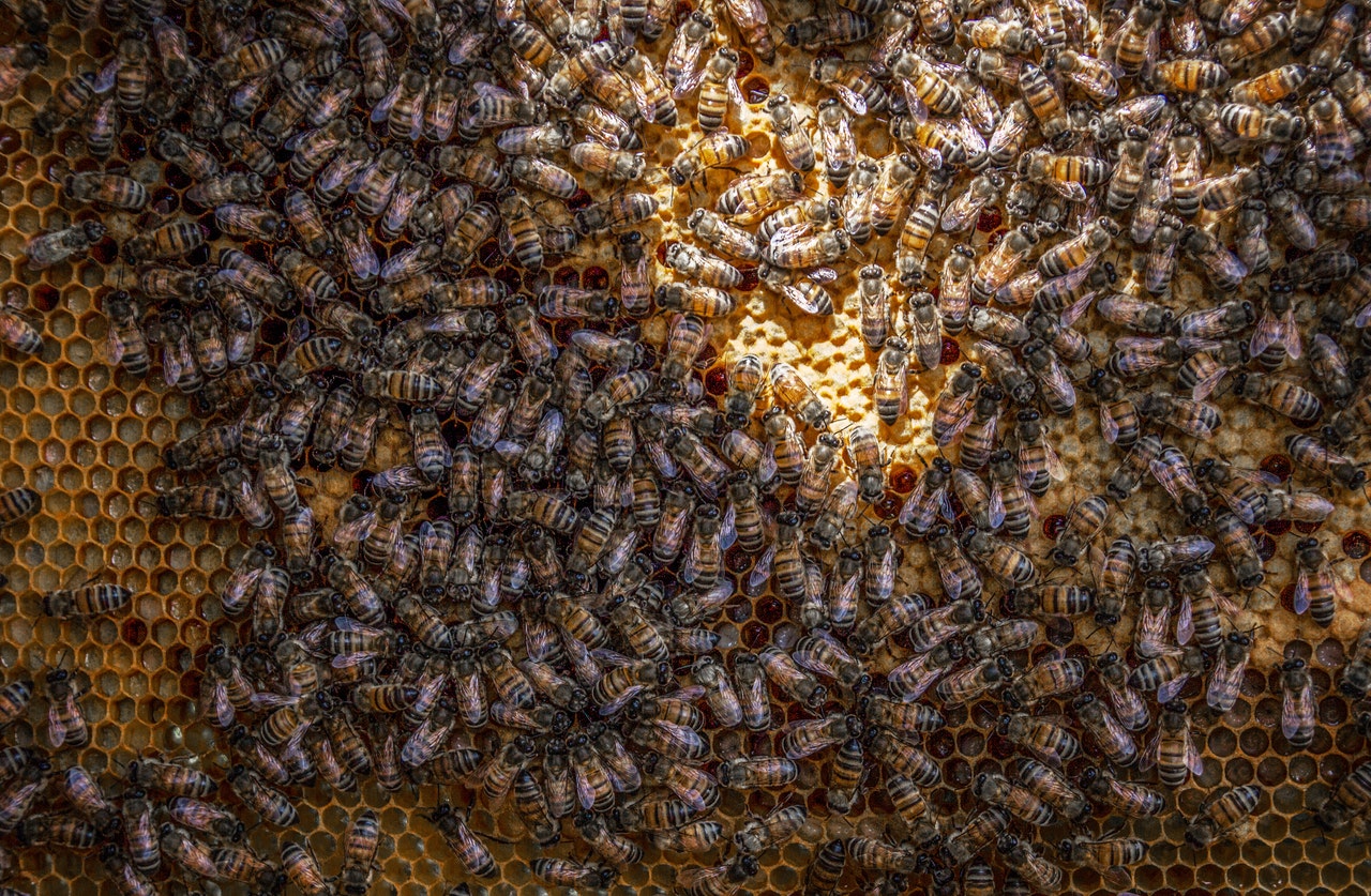 عناية وإدارة النحل